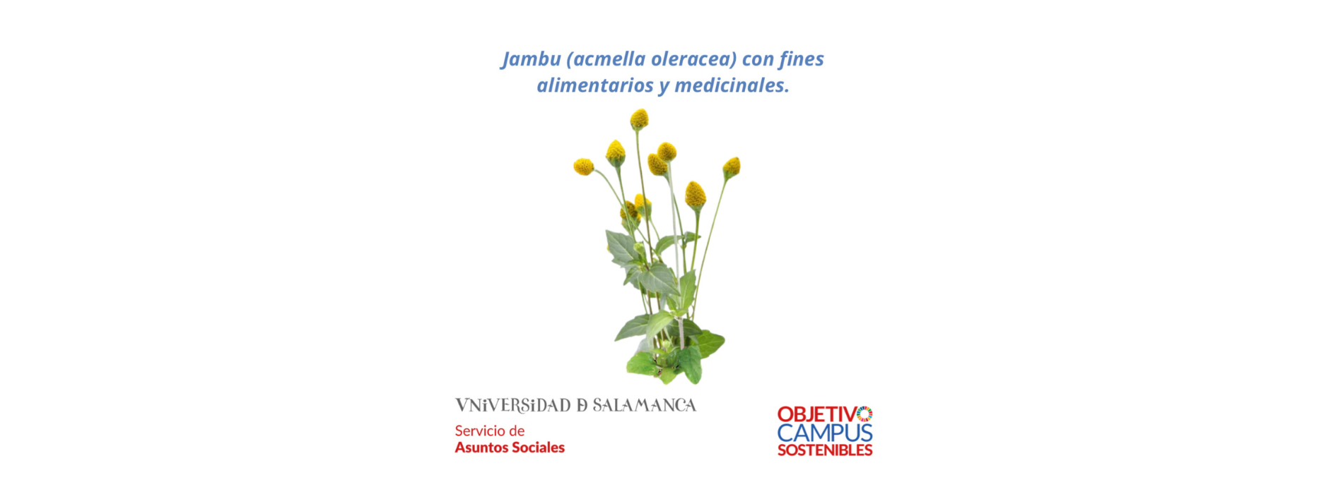 Proyecto Jambú (acmella oleracea) con fines alimentarios y medicinales